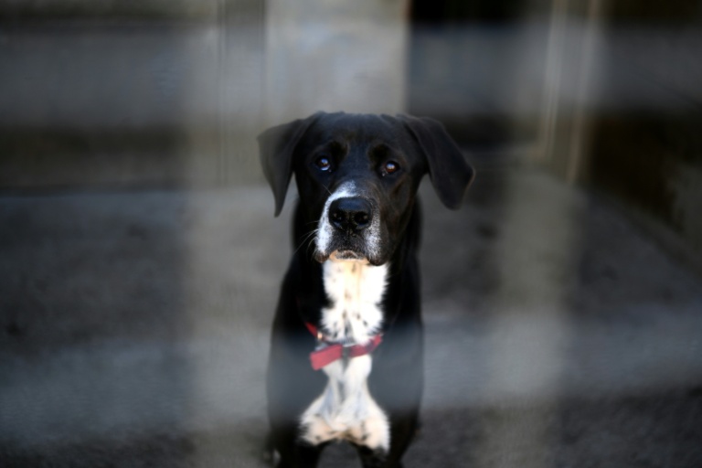 Jusqu'à 1.500 euros de contravention pour les animaleries qui vendent des chats et chiens