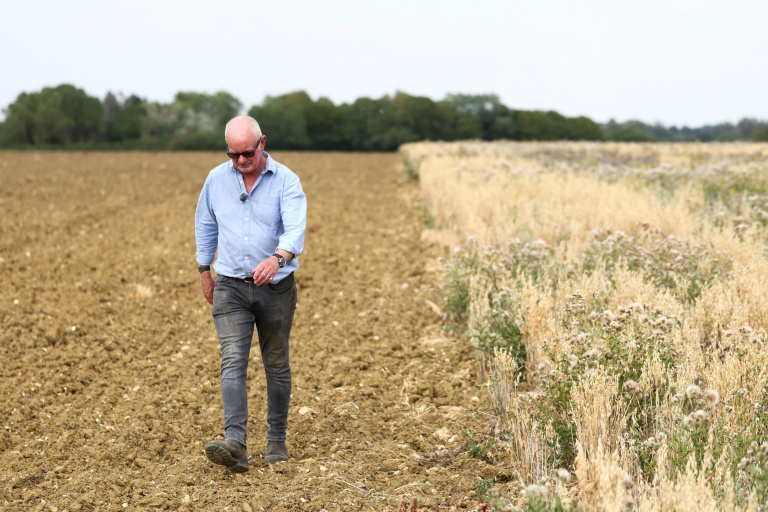 Au Royaume-Uni, la sécheresse des terres agricoles menace la sécurité alimentaire