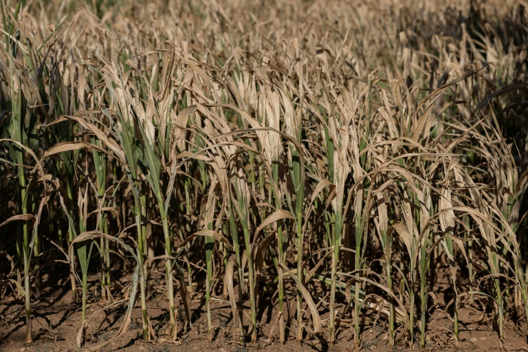 Canicules et sécheresse : un été de pertes et de désespoir pour l'agriculture