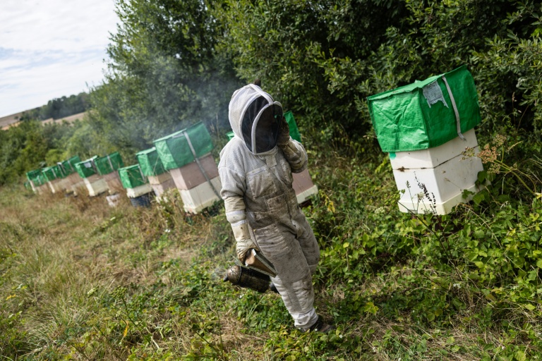 Dans la Marne, une parcelle agricole 