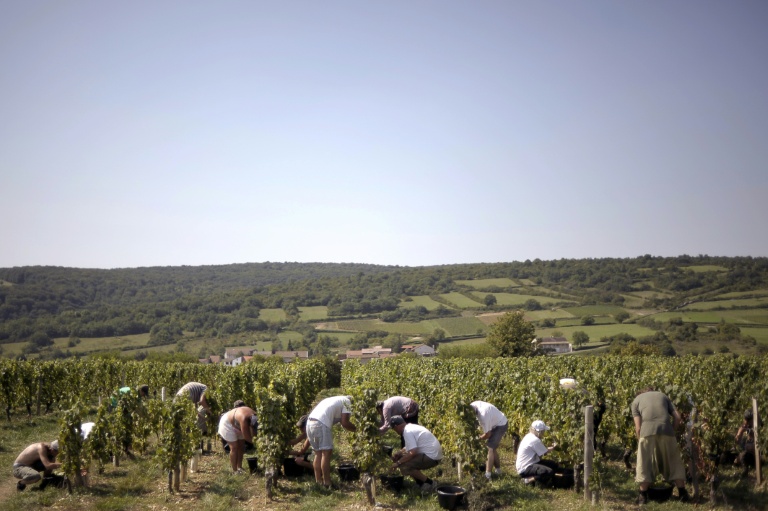 Début des vendanges en Bourgogne, un nouveau record de précocité