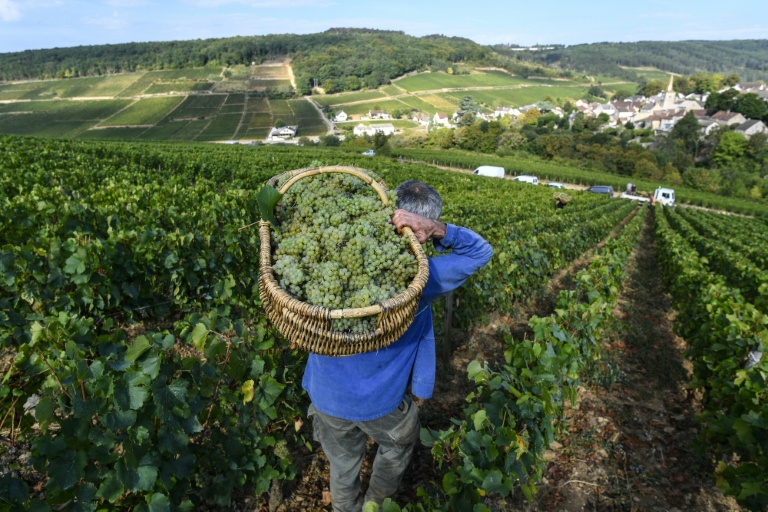 Vin: une étude sur sept siècles montre les ravages du dérèglement climatique