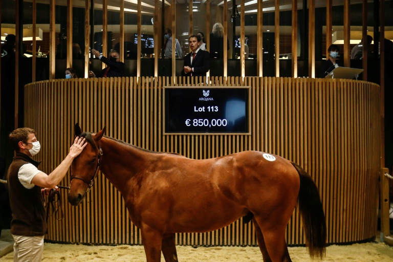 Cheval de course : la possibilité 