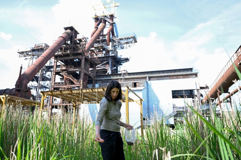 A Uckange, les plantes au secours des sites industriels pollués
