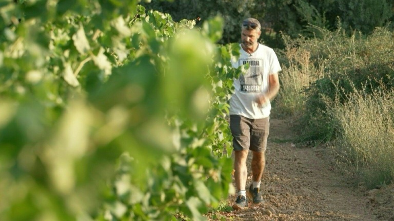 En Champagne, le défi des vendanges ultra-précoces cette année