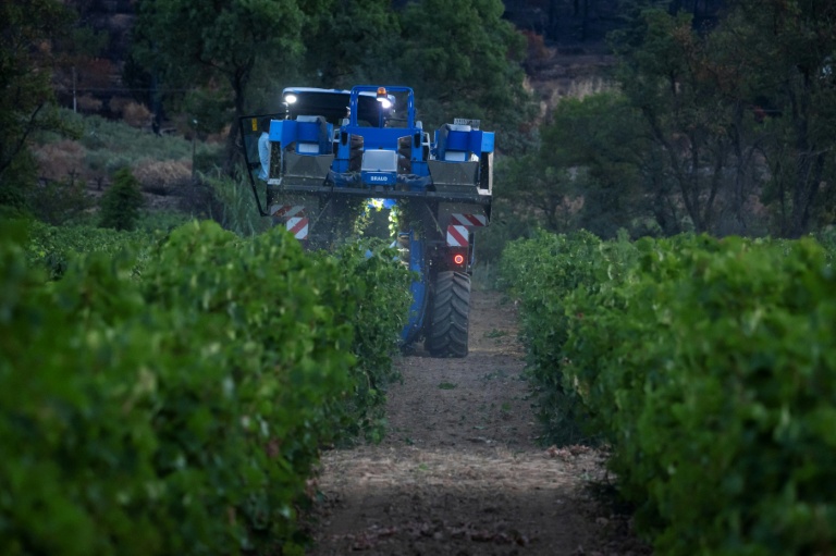 Dix jours après les feux, tristes vendanges dans le vignoble varois