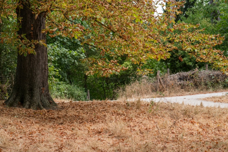 L'automne à Paris: pourquoi sécheresse et canicule font tomber les feuilles