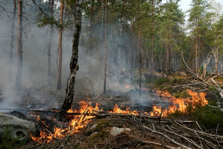 La forêt de Fontainebleau, en partie ravagée en juillet par le feu, rouvre au public samedi