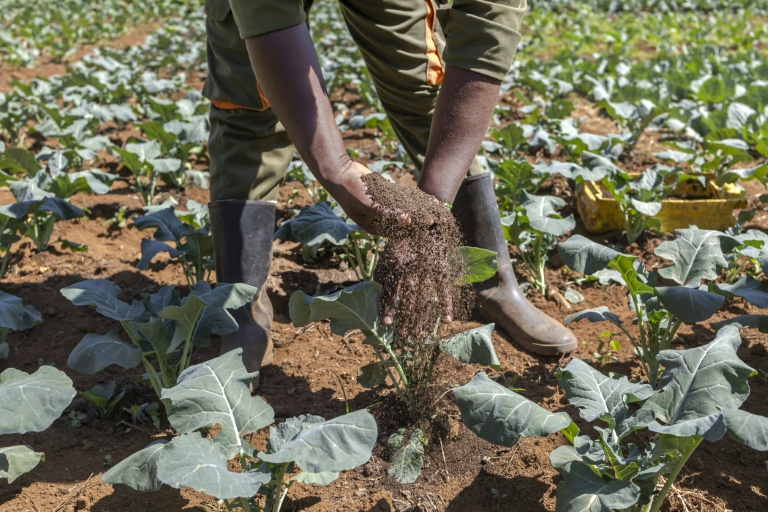 Kenya: lombrics et mouches au secours des sols des agriculteurs kényans
