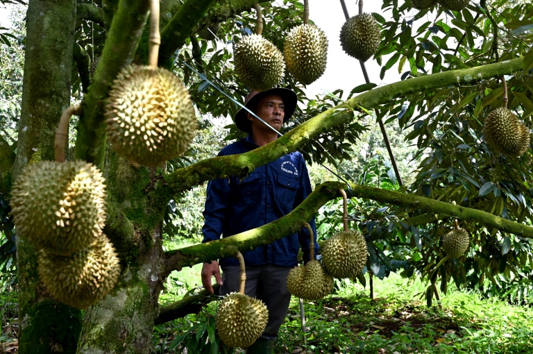 Sur les hauts plateaux du Vietnam, le lucratif durian remplace le café