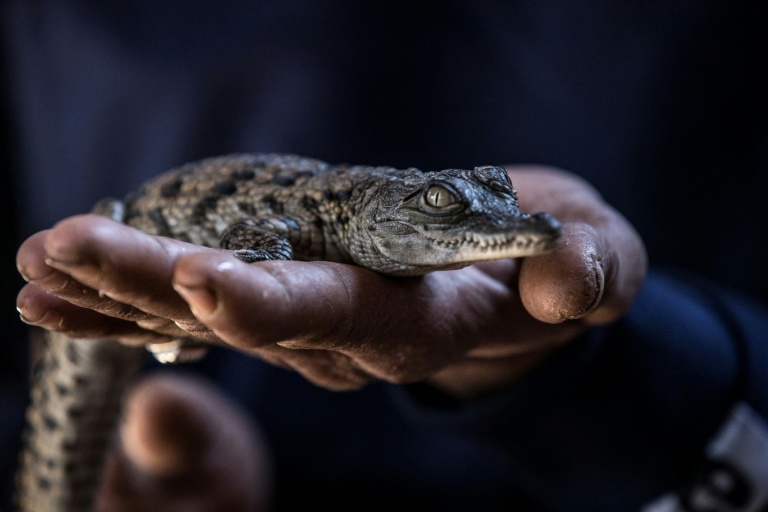 Canicules à répétition: éclosion naturelle de dix crocodiles du Nil dans la Drôme