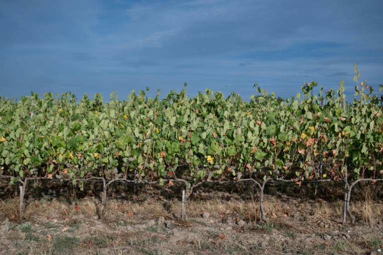 Bretagne, Normandie, Hauts-de-France: une nouvelle viticulture émerge