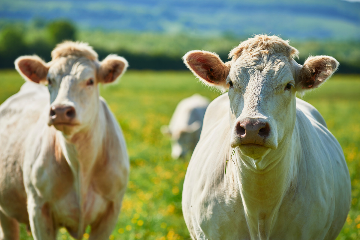 Côte-d’Or : jusqu’à 50 000 euros d’aide pour la filière bovine