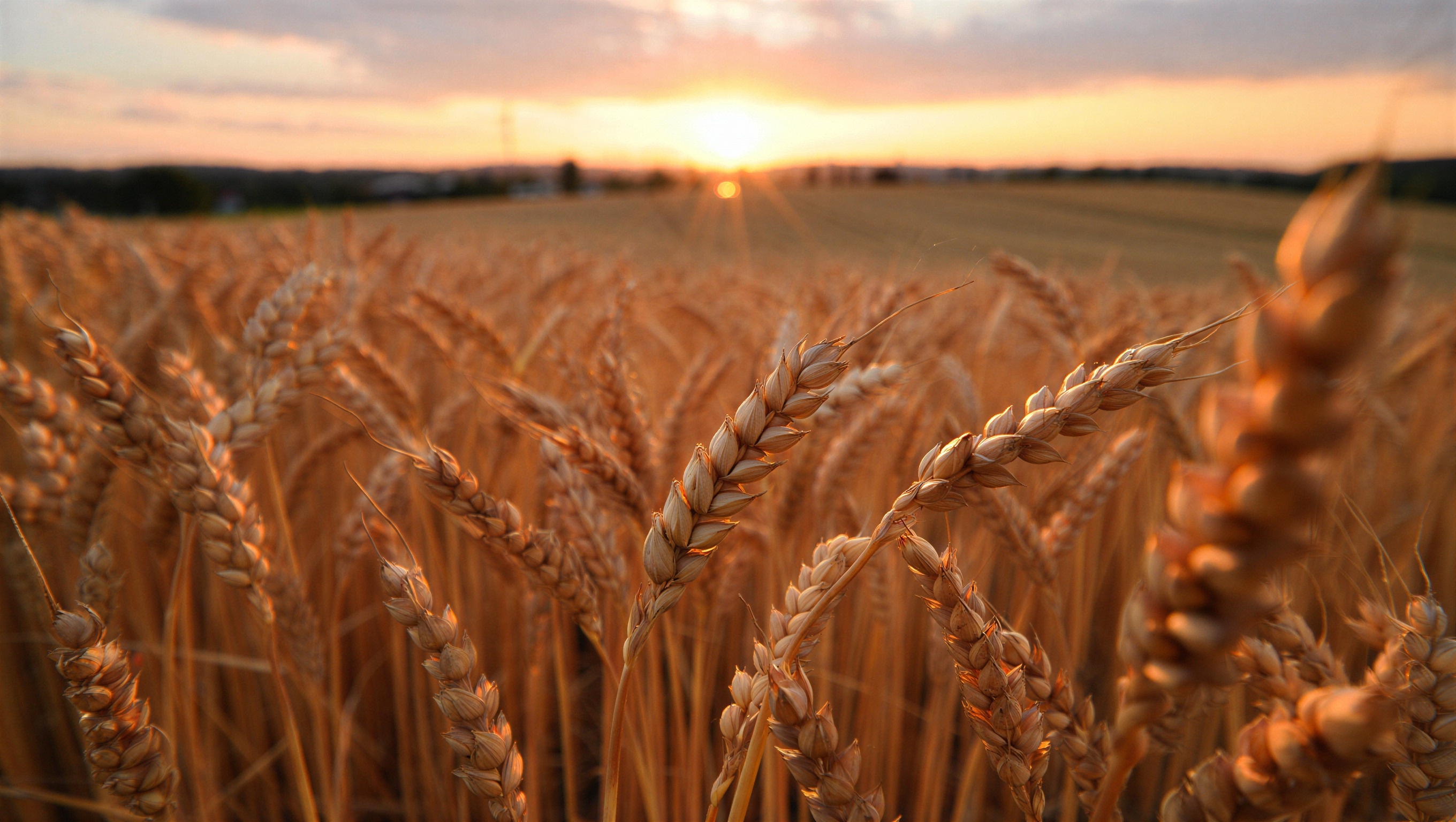 Sécheresse : l’État élargit son soutien aux agriculteurs de Seine-Maritime