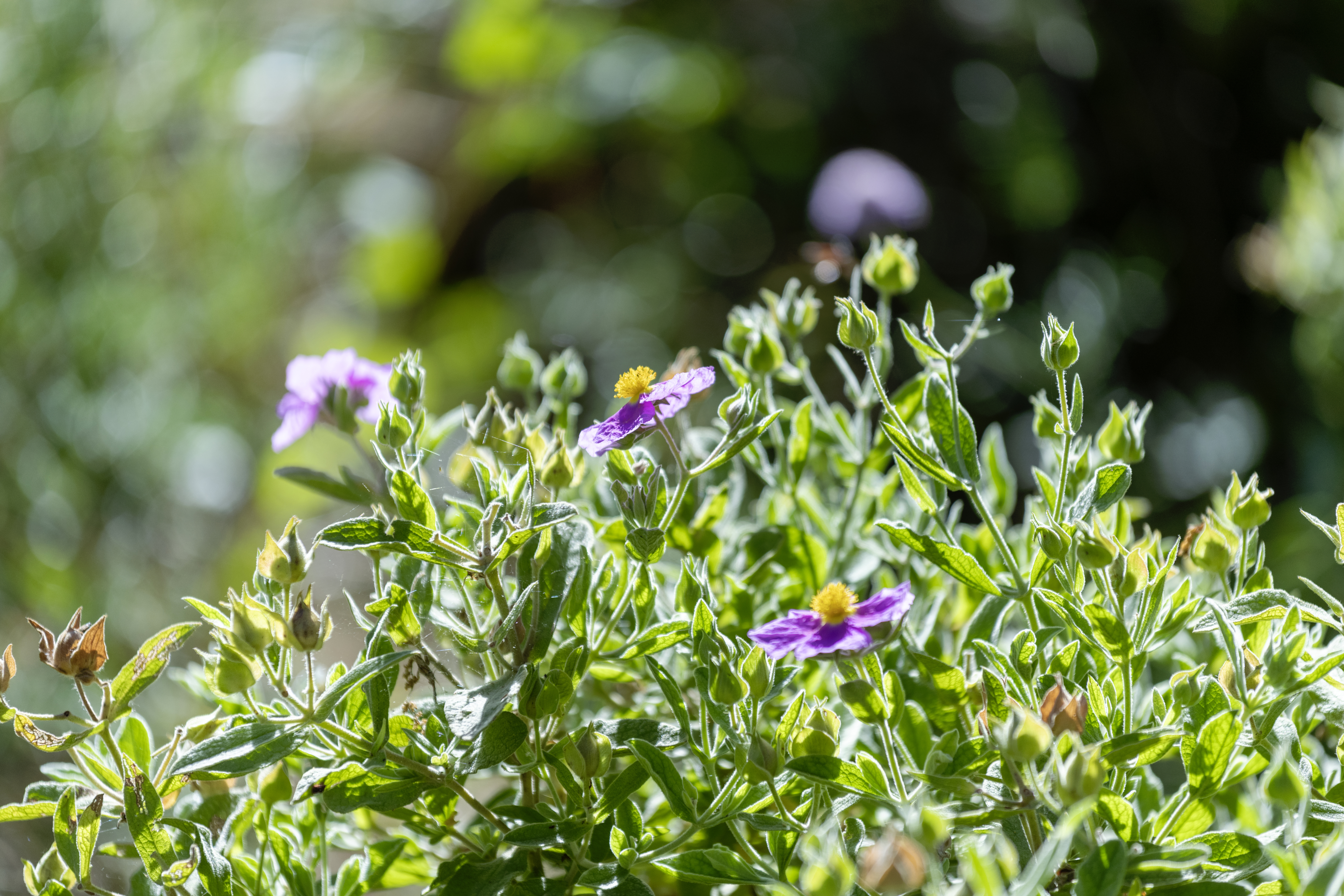 Gentiane, ail des ours… : la petite filière atypique des plantes sauvages