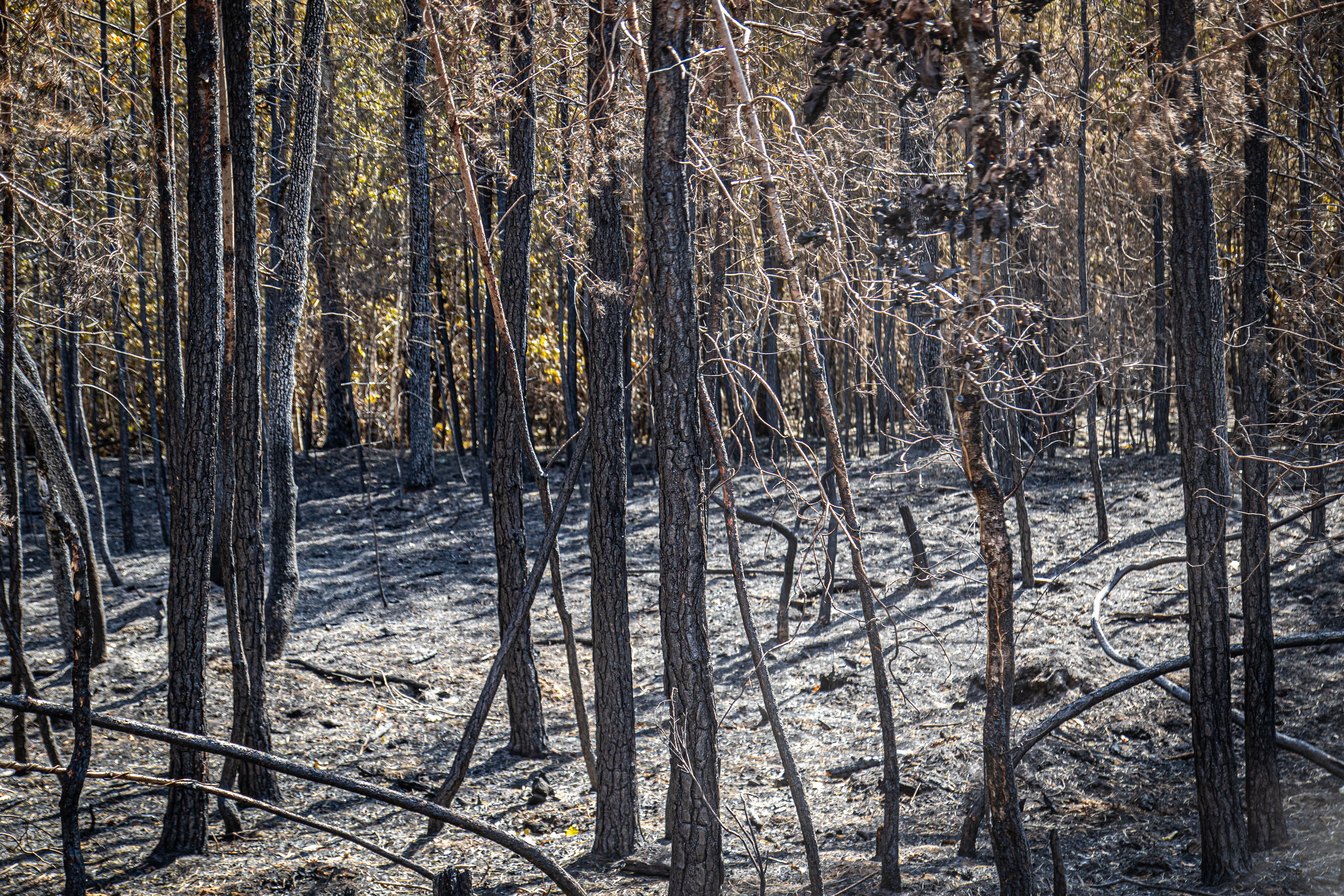 Feux de forêt : la Saône-et-Loire abaisse son niveau de vigilance