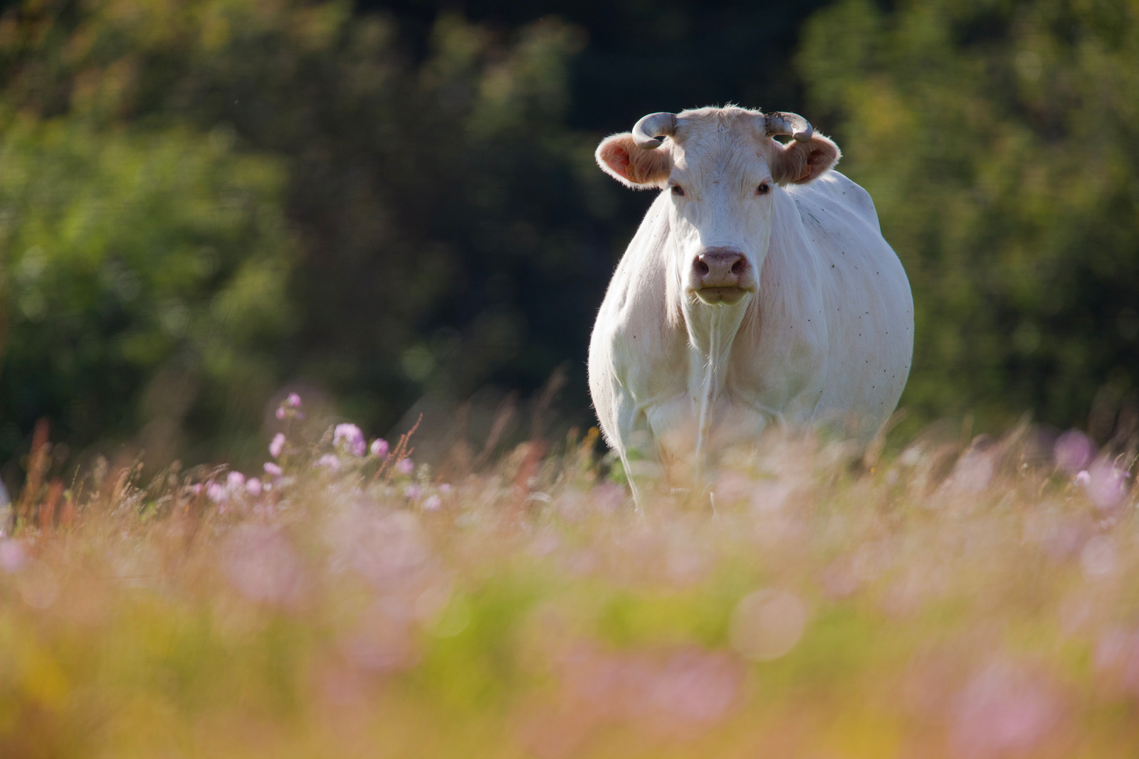 Saulieu : la Fête du Charolais célèbre ses 75 ans en août
