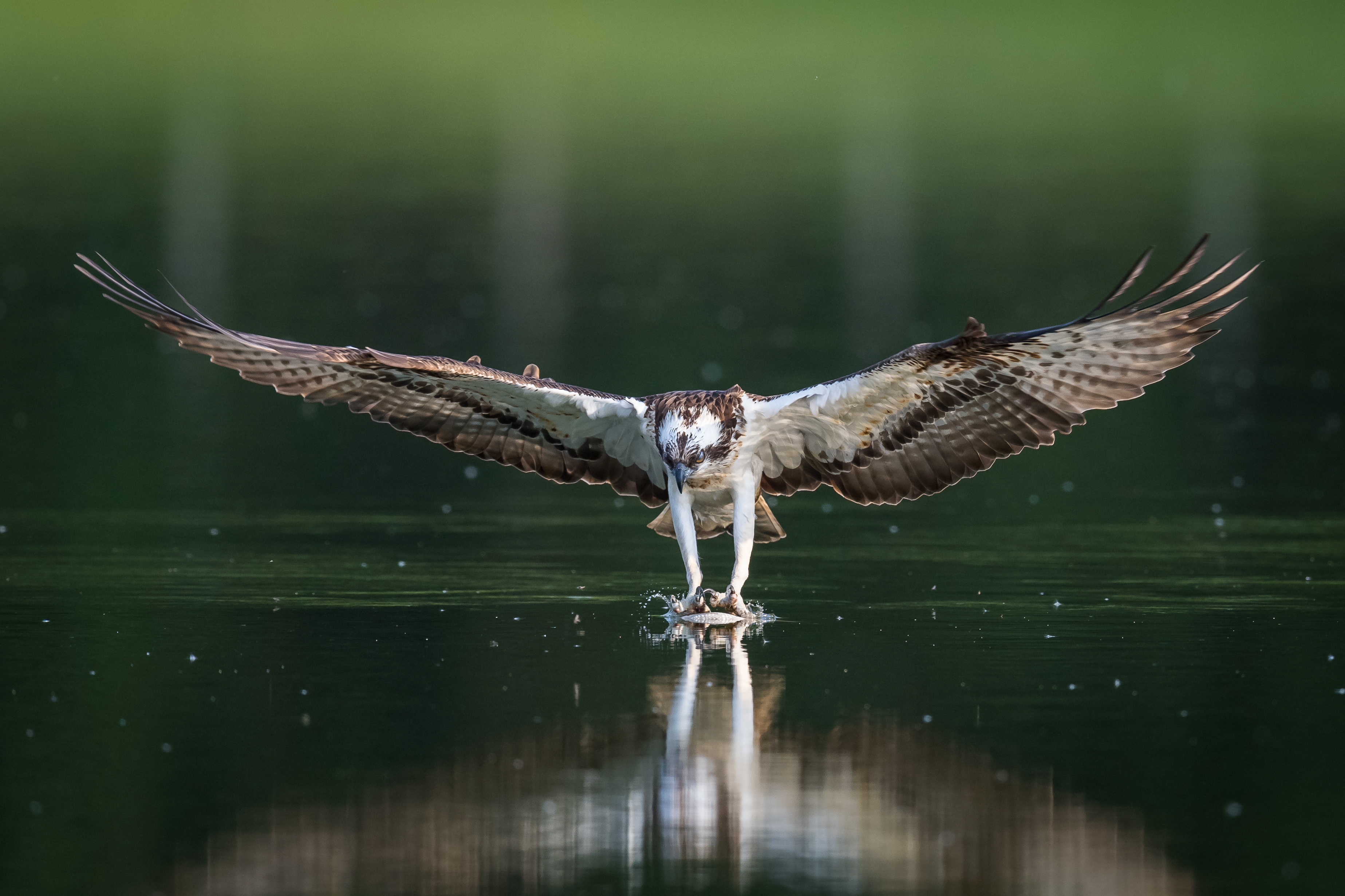 Saône-et-Loire : RTE et la LPO développent une action en faveur de la biodiversité