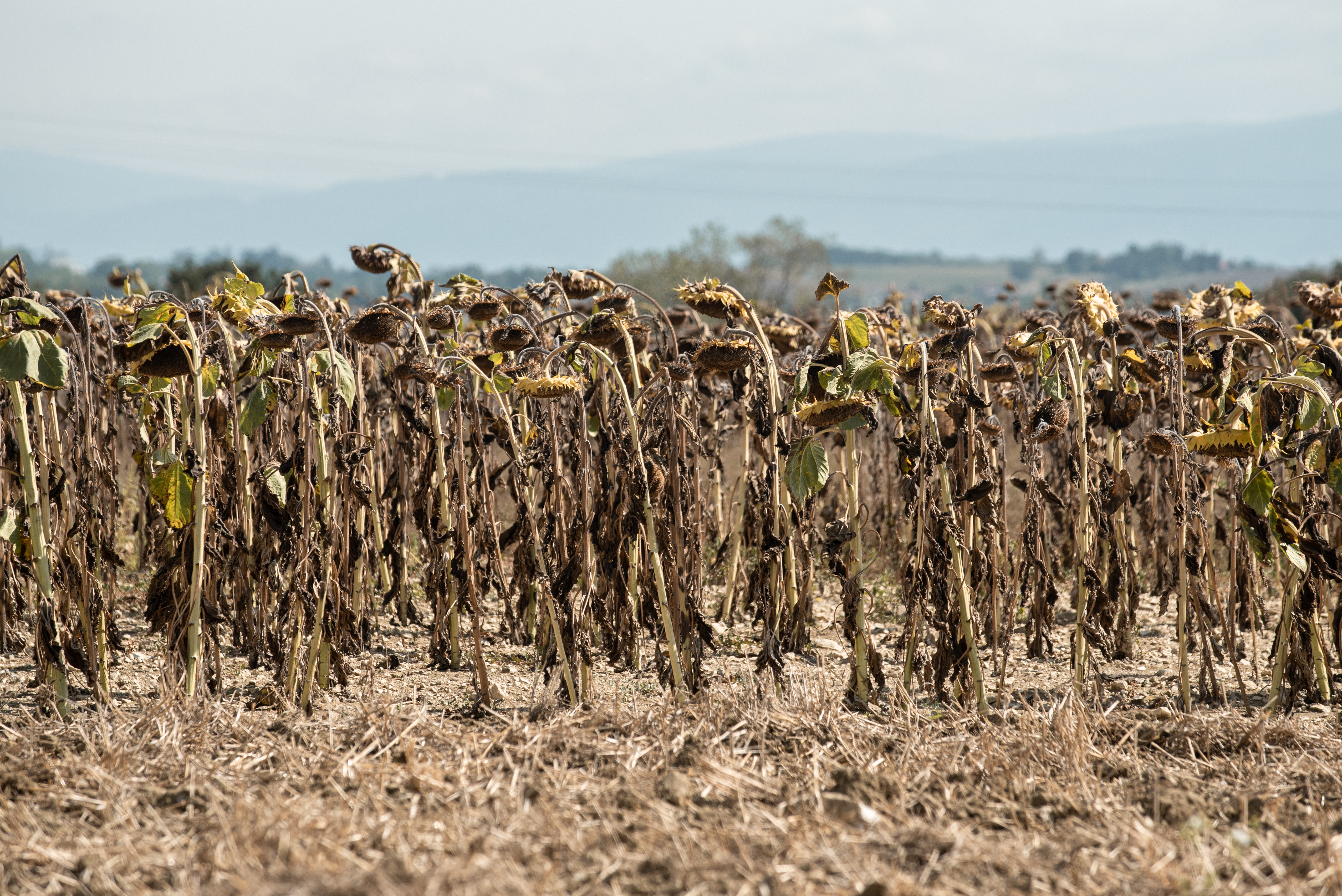La sécheresse fragilise plusieurs filières agricoles en Saône-et-Loire