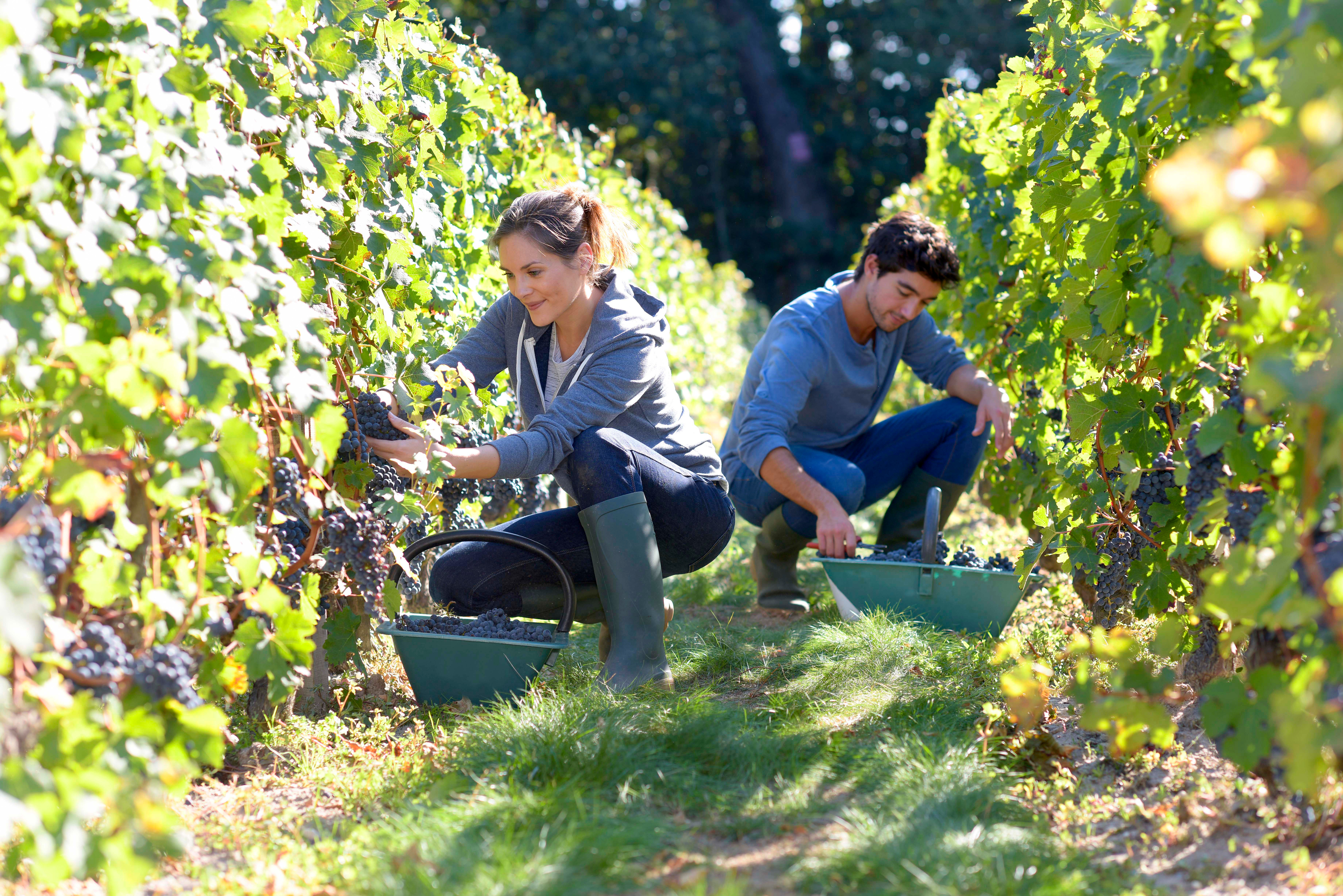 Les vendanges 2026 ont débuté dans l’Aisne