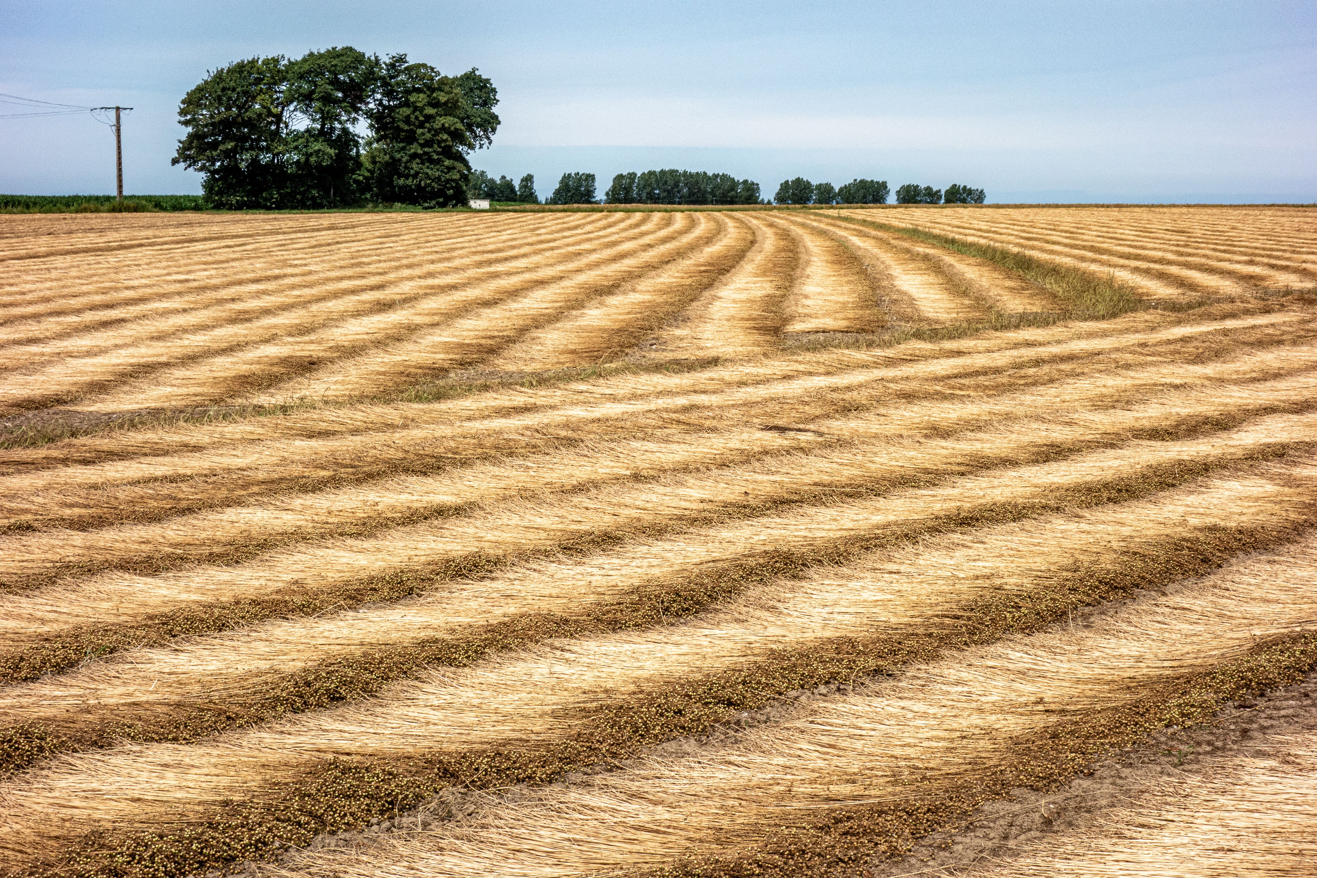 Sécheresse dans le Pas-de-Calais : l'agriculture touchée par les sinistres