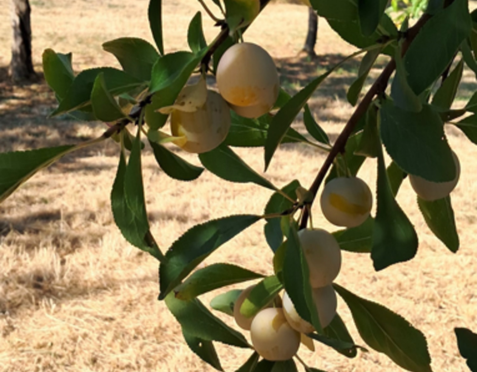 Mirabelles : la récolte baisse fortement en Meuse