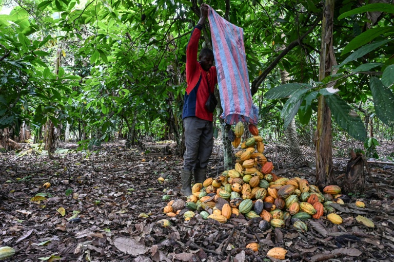 Côte d’Ivoire : le prix du cacao reste fixé à 1.200 francs CFA