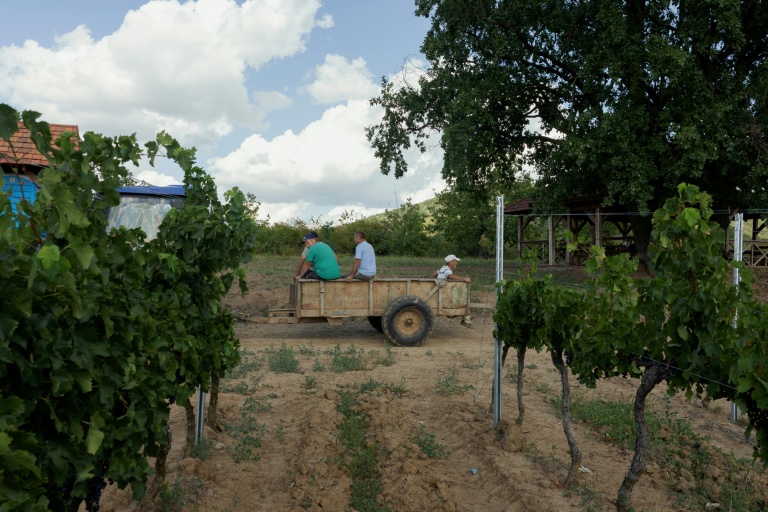 En Ukraine, la viticulture à l'épreuve de la guerre