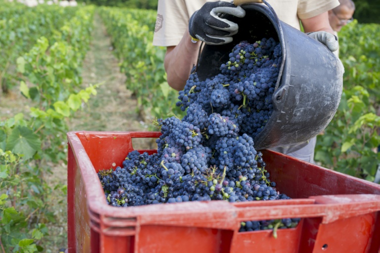 Champagne: une vendange à haut potentiel qui pourra dépasser les 13% d'alcool