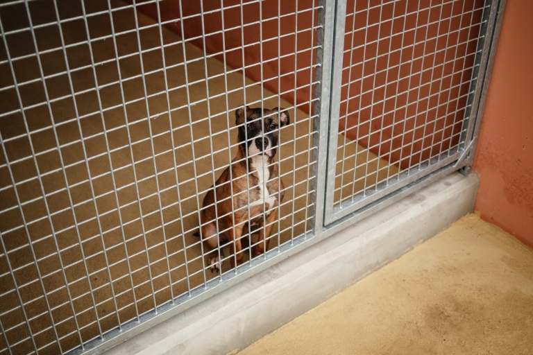 Animaux : record des abandons cet été dans les refuges de la SPA