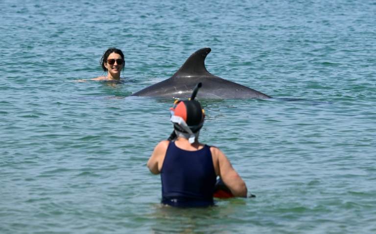Captures de dauphins: un nouveau mois sans pêche début 2027 dans le golfe de Gascogne