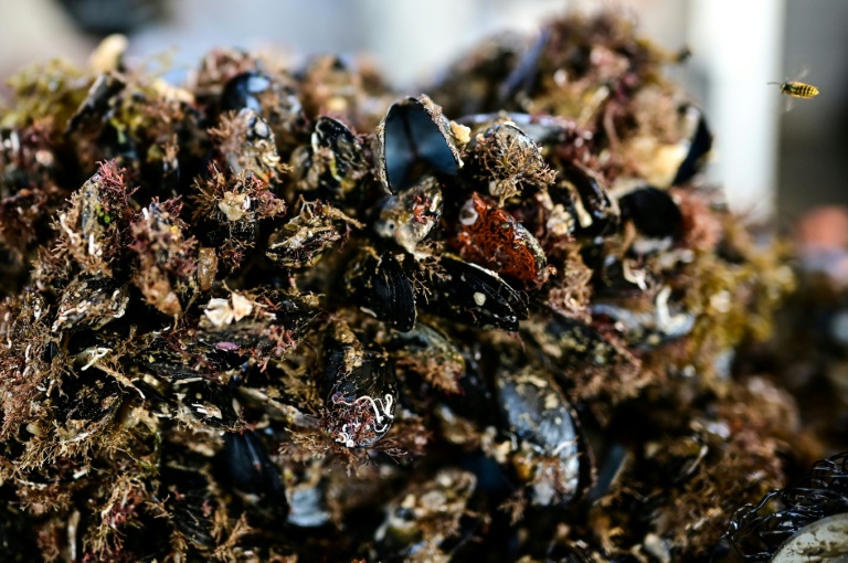 Après un été sec et brûlant, la moule française en souffrance