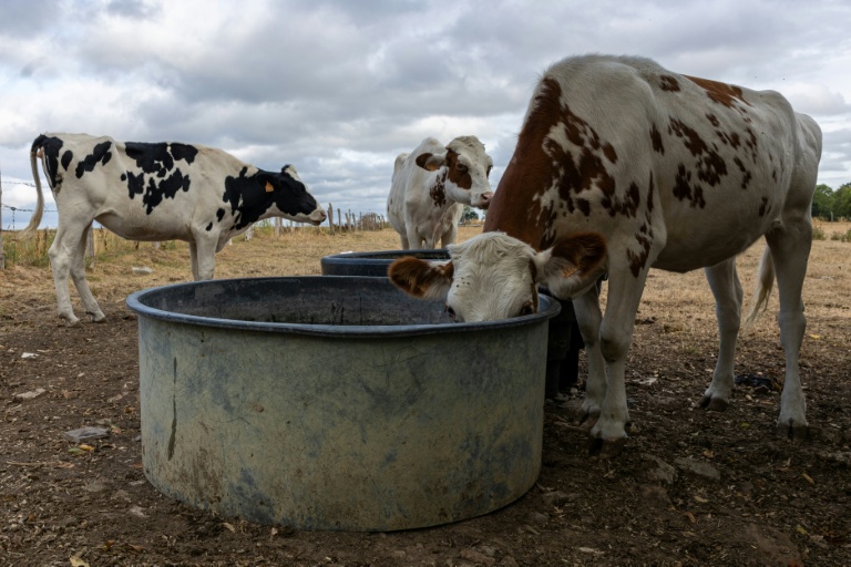 Au delà de l'irrigation des cultures, l'eau essentielle à l'élevage