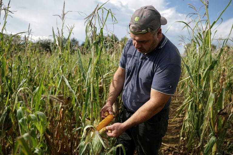 Récoltes de maïs, betteraves ou pommes de terre au plus bas