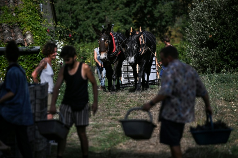 Sur le plateau prisé de Saint-Émilion, un domaine multiséculaire à 