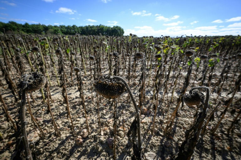 La France s'apprête à entrer dans l'automne avec un temps sec et chaud, selon Météo-France