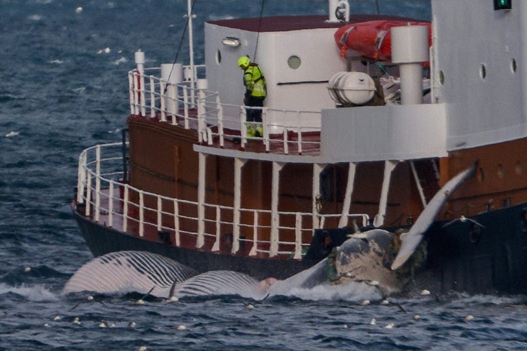 Islande: le dernier baleinier menace de porter plainte si la chasse est interdite
