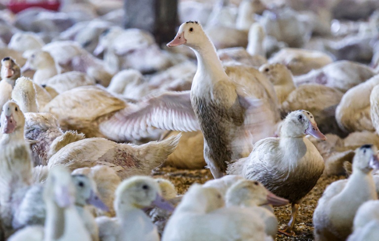 Le foie gras au menu des prochaines élections à Washington