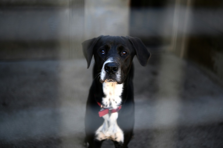 Plus de 84.000 chiens et chats à l'abandon refusés par des structures saturées