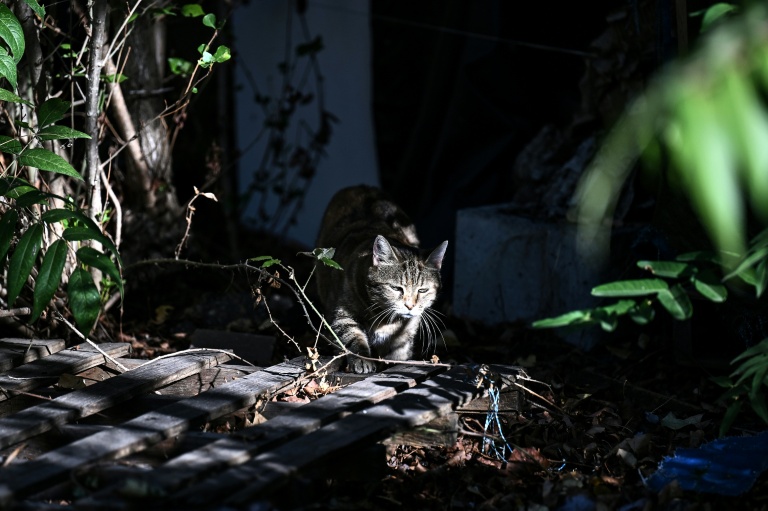 Stériliser les chats, mesure clé pour lutter contre les abandons