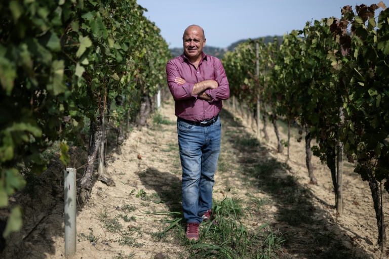 Des vendanges 