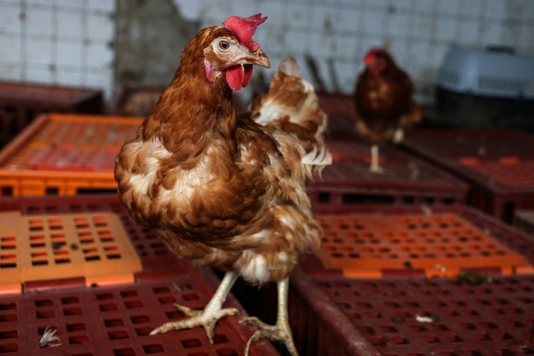 Dans la Drôme, un élevage de poules se débarrasse de ses cages, à l'image de la filière