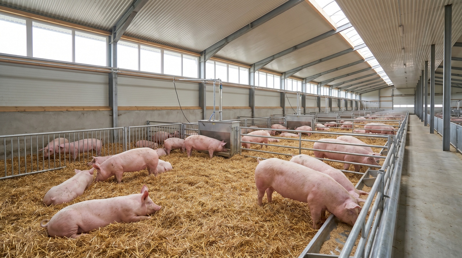 Somme : la filière porcine veut investir pour produire plus