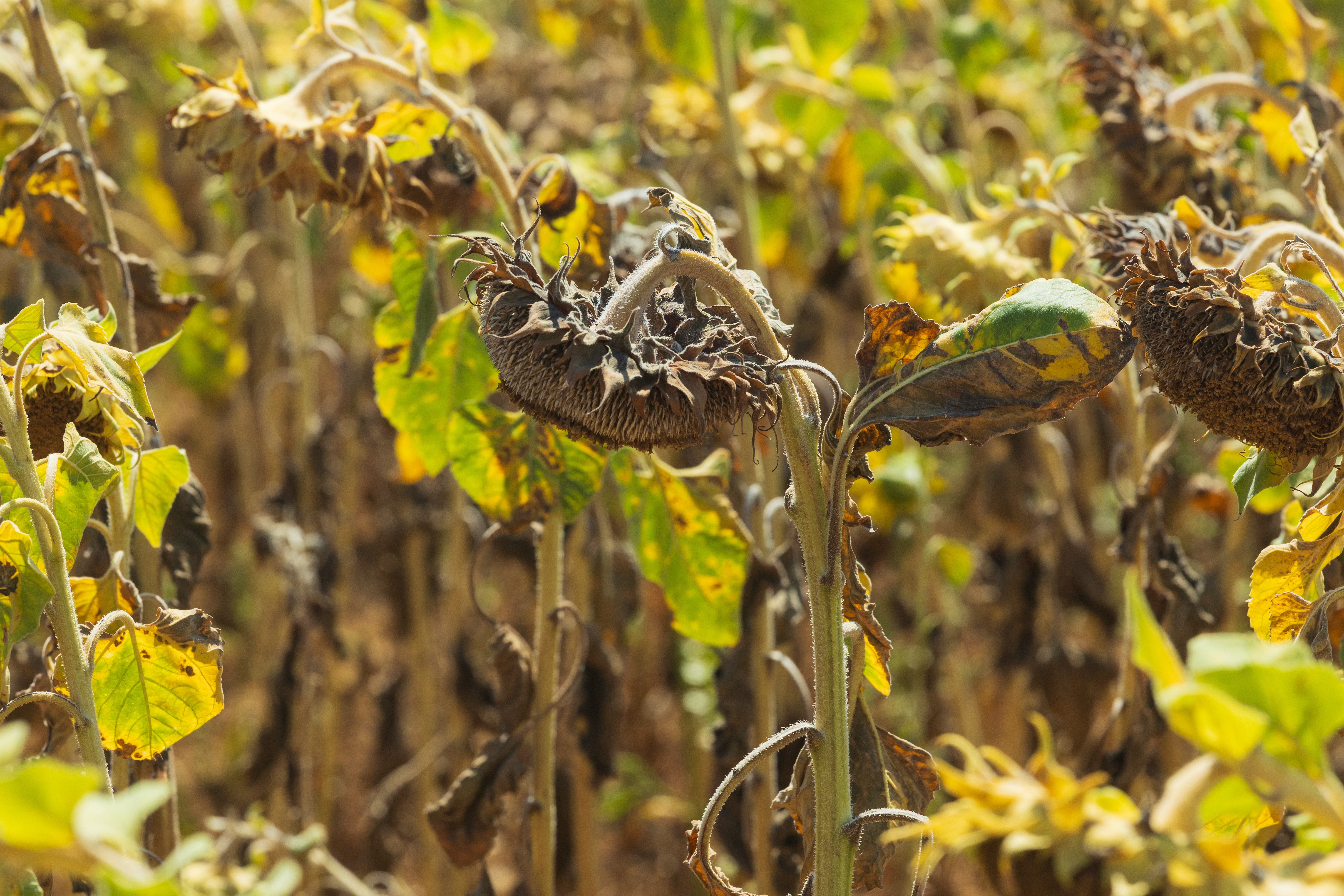 Somme : le GAEC Mercier expérimente des solutions face au changement climatique