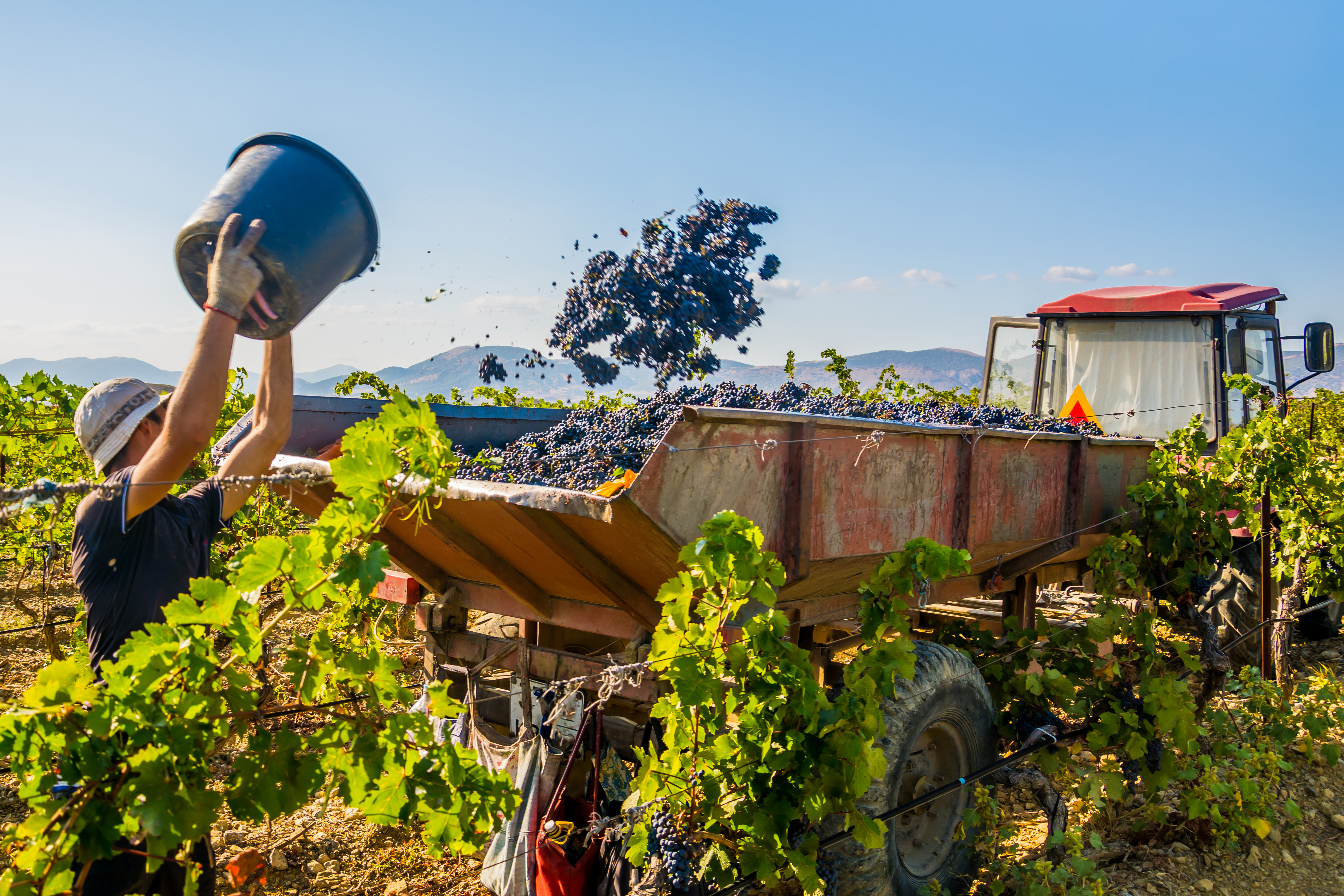 Vendanges 2026 : l’État réaffirme son soutien aux viticulteurs de l’Aisne