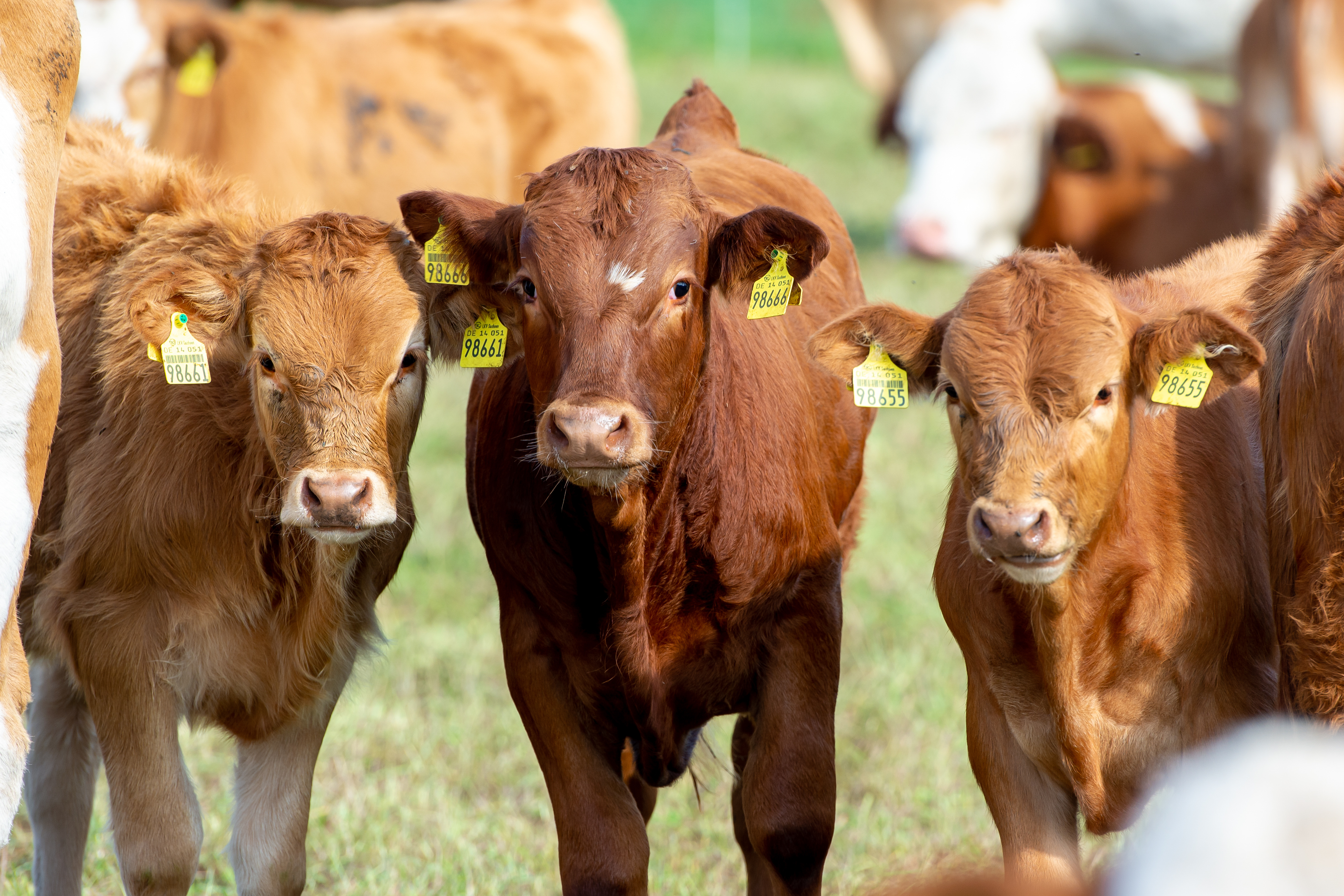 Saône-et-Loire : 3 défis pour renouveler l’élevage charolais