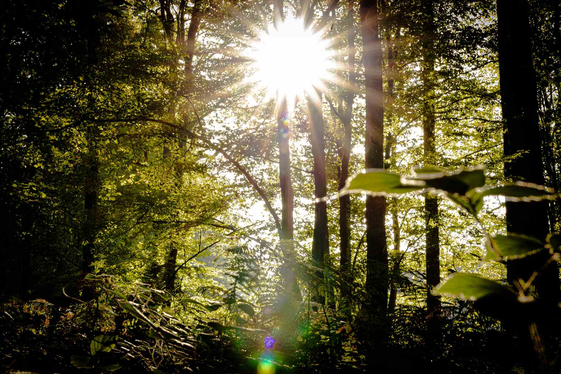 Aisne : «Tous en forêt» avec les agents de l'ONF