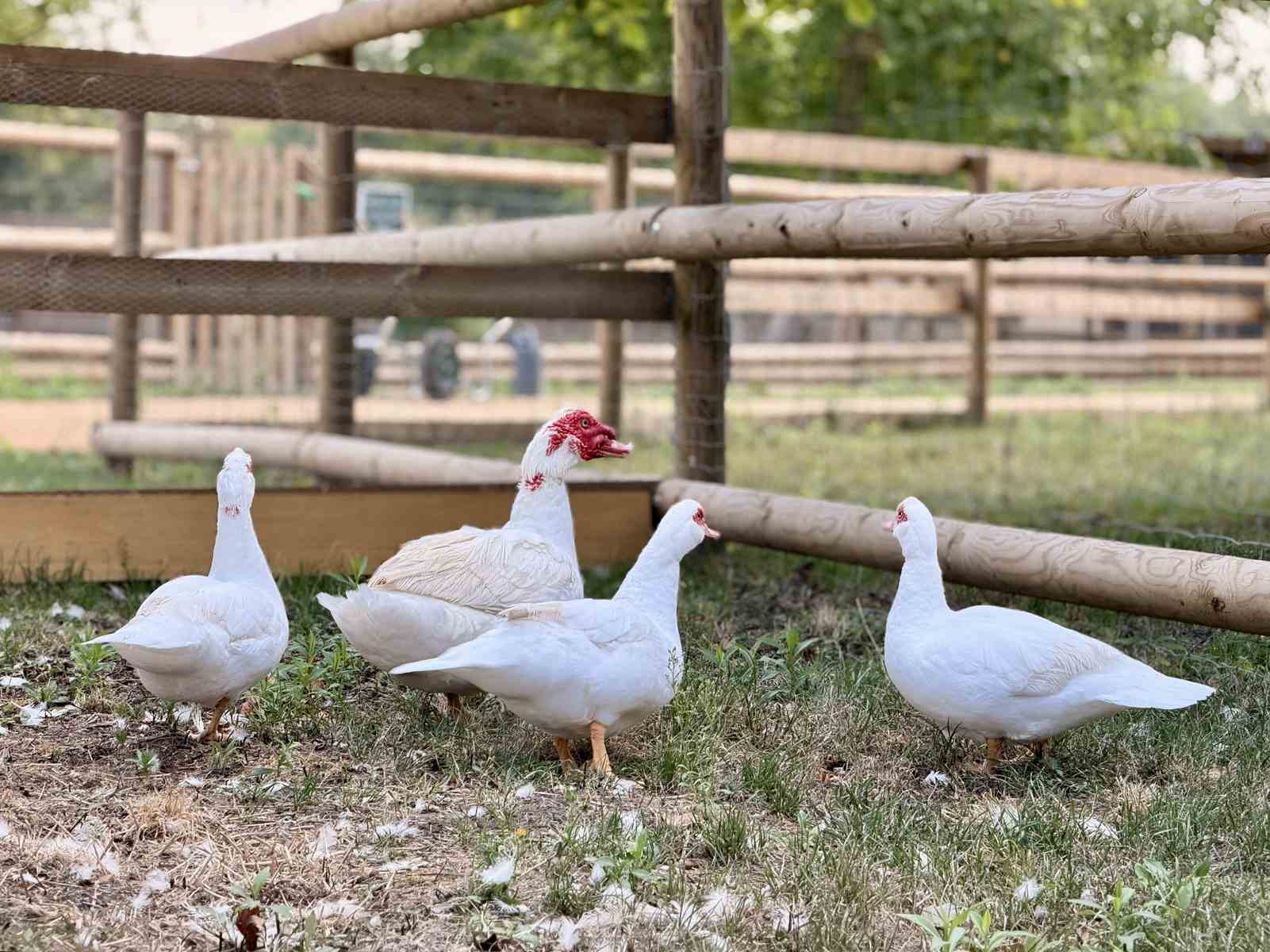 Tergnier : La ferme pédagogique va ouvrir au public le 3 octobre