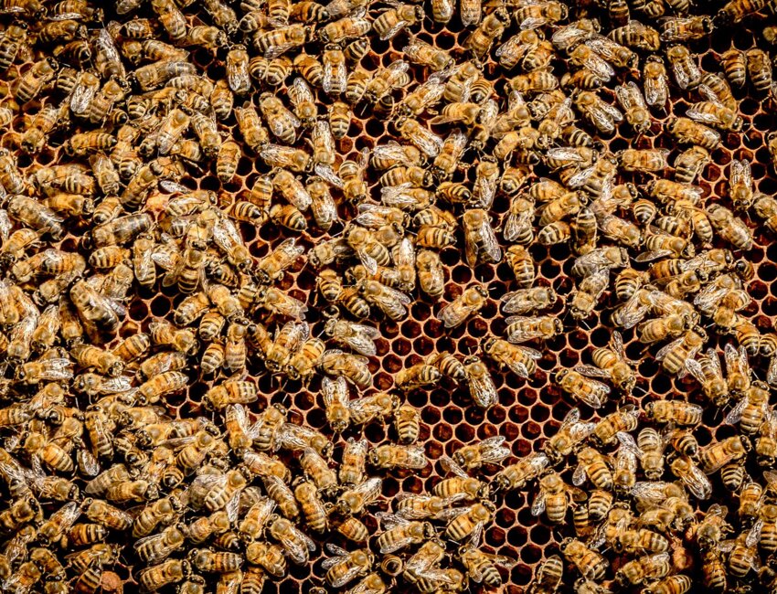 Les Ateliers de l'abeille à Chavignon participent à l'Api'Week
