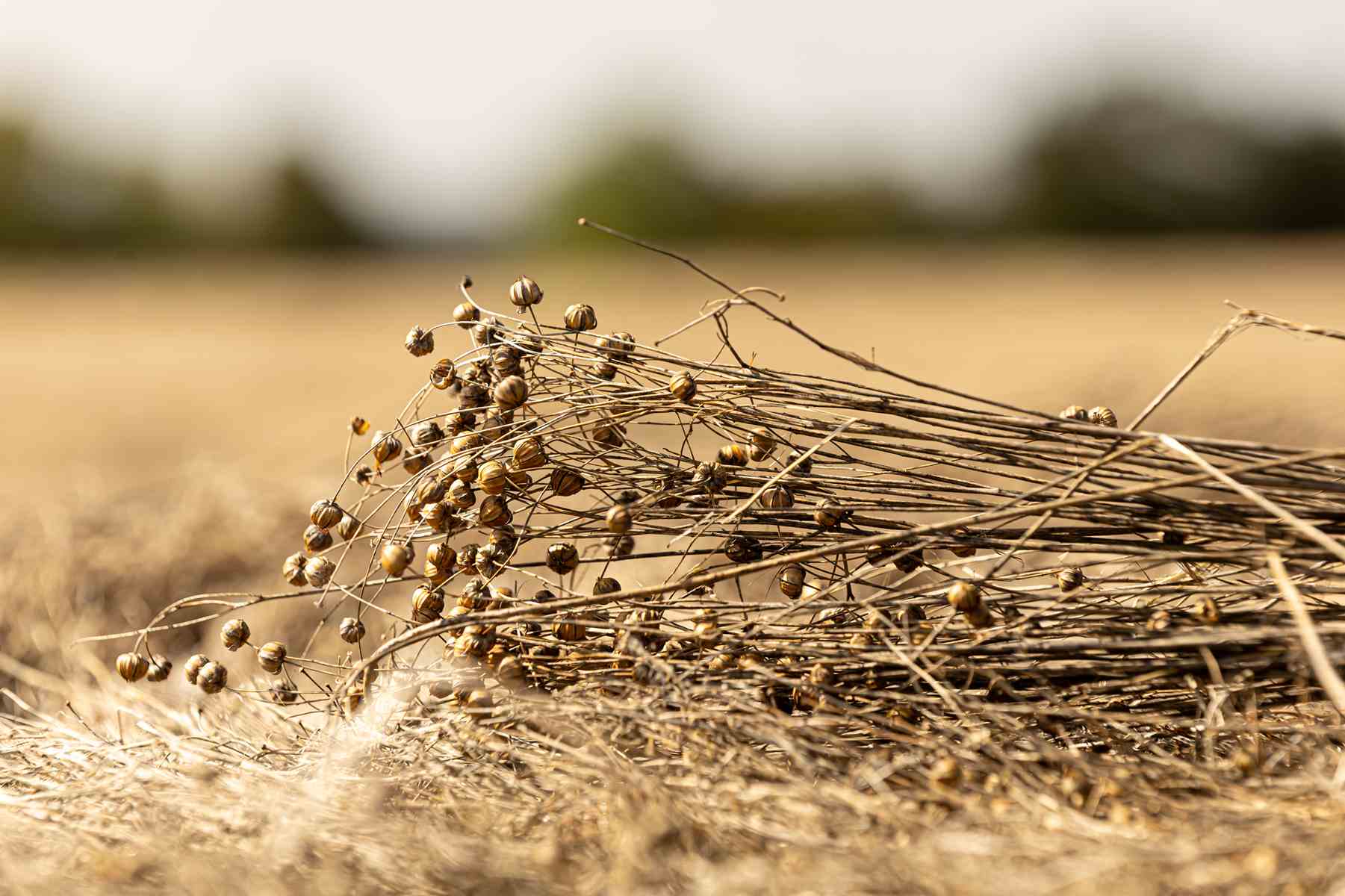 Dans l'Aisne, le brûlage des pailles de lin est autorisé sous conditions
